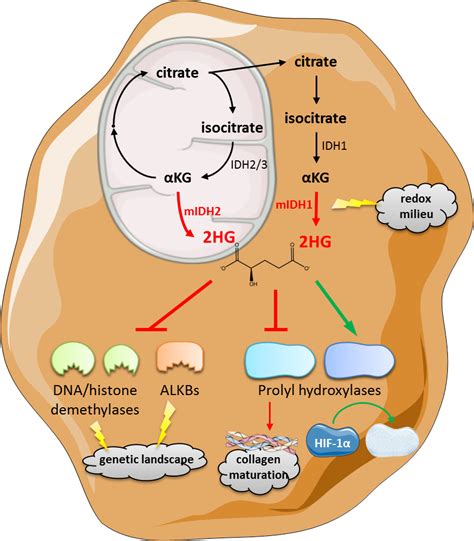 Immunometabolic Regulation Of Anti Tumor T Cell Responses By The