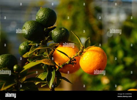 Fruits Of The Chinotto Orange In Various Stages Of Ripeness Stock Photo