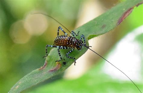 A Colourful Katydid Nymph Feeding On The Leaves Of A Bottlebrush