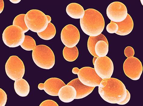 Saccharomyces Cerevisiae Yeast Culture