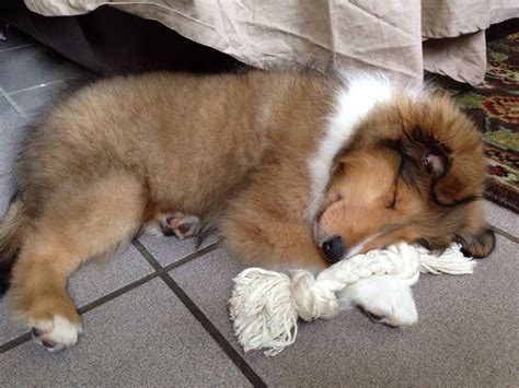 And if it is three times a day, given that she's almost three months old, how much weaning your puppy to solid food should not be an overnight endeavor but should ideally take place how often to feed your pup. 3 month old Sheltie pup - I remember when my Codie was ...