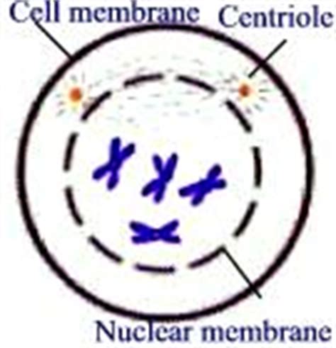 Nondisjunction is the unequal distribution of chromosomes during meiosis. Test Your Mitosis And Meiosis Knowledge! - ProProfs Quiz