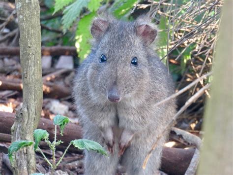 Endangered Australian Marsupial Outsmarts Feral Cats Sciencewriters