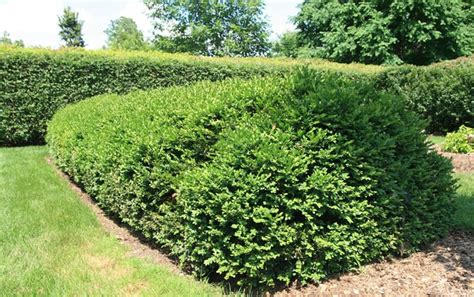 Low Growing Evergreen Shrubs Landscaping Shrubs Trees To Plant Plants