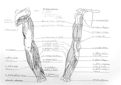 These muscles are located above the elbow. Anatomy Atlas Part 18 - Arm Muscles