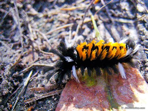 Grunge green black and yellow brush stroke wall texture of concrete floor background for creation abstract. That ain't no Monarch: meet these OTHER caterpillars that ...