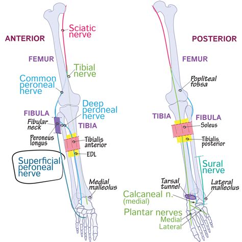 Gross Anatomy Glossary Superficial Peroneal Nerve Ditki Medical