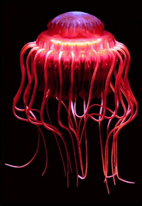 Atolla Wyvillei Also Known As Atolla Jellyfish Or Coronate Medusa Is