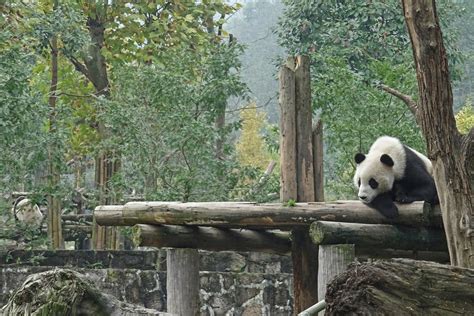 Photos From Dujiangyan Panda Base 2017 Will Travel For Pandas
