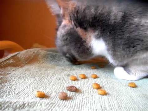 Compared to cats, and male dogs have a 2.4 fold greater risk of developing oral cancer compared to female dogs. Buffy the cat * post surgery * Oral Squamous Cell ...