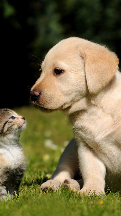 Funny Cat And Dog Wallpapers