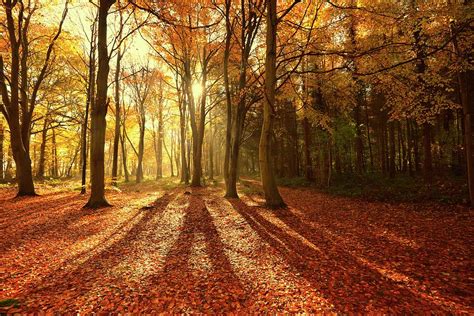 Sunlight Through Autumn Trees With Long By David Baker S Design
