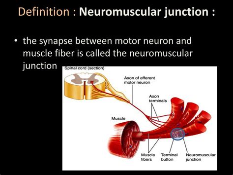 Ppt Neuromuscular Monitoring Powerpoint Presentation Free Download
