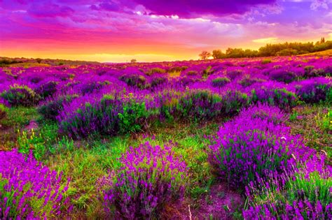 Most beautiful flowers wallpapers download. Most Beautiful Wallpaper for Desktop (62+ images)