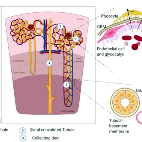 Schematic View Of Kidney Structures Describing Cortical And Medullar