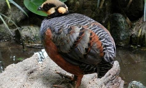 Murai malaysia banyak sekali ditemukan di wilayah semenanjung malaysia, dan ciri yang dimiliki hampir sama dengan murai medan. Mengenal Jenis Burung Puyuh Yang Ada Di Indonesia