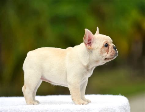 At frenchbulldogs4homes home our passion, simply put, to we have well trained frenchies here at frenchbulldogs4homes.com all ready to go. 50 Very Cute French Bulldog Puppy Images And Pictures