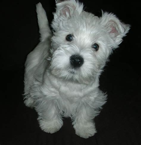 Once upon a time, we had the same struggle, and that's how sami came into our lives! Baby pic about 8 weeks old here - A picture of Sofia ...