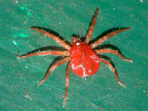 Image Gallery Red Spider