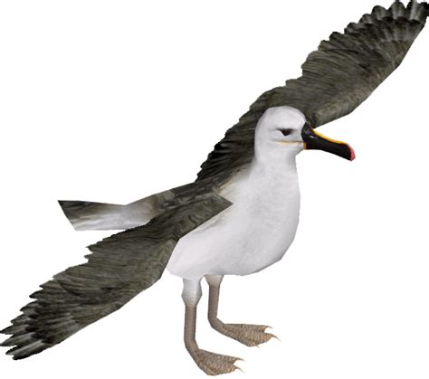 Atlantic Yellow Nosed Albatross Zerosvalmont Zt2 Download Library