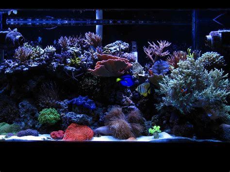 Photo 1 90 Gallon Mixed Reef Tank With Two Tunze Streams