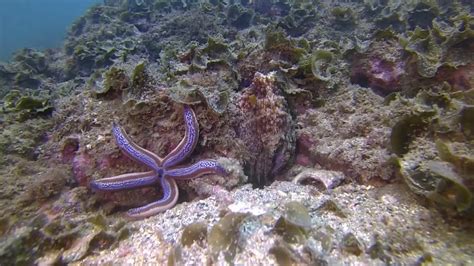 Octopus Punches Fish Youtube