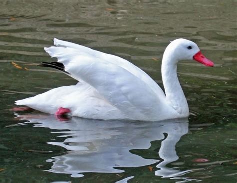 Gambar fauna angsa terlihat keren. Angsa - Penjelasan Serta Jenis Angsa Beserta Klasifikasi ...