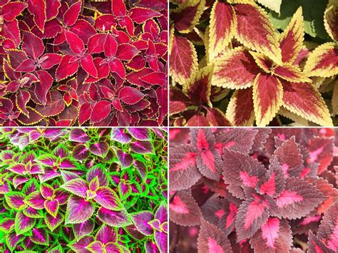 Coleus Plants How To Grow Care For And Use Colorful Coleus Shade