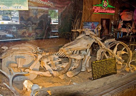 Click to continue reading and see the 5 best motorcycle companies in the world. Kickstart Saloon ~ Home of the World's Oldest Motorcycle ...