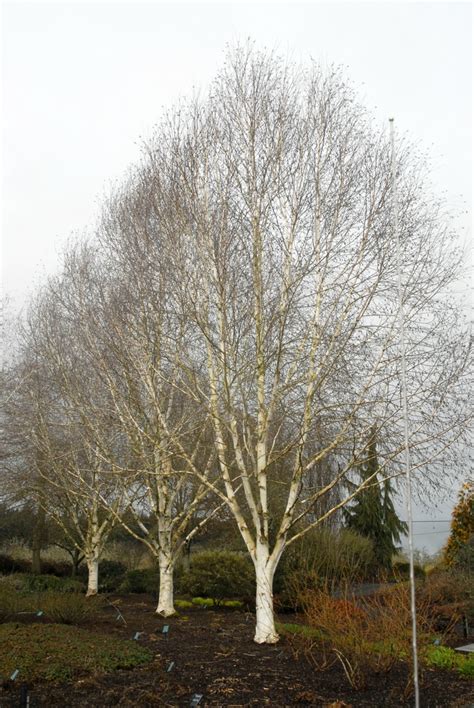 Is Birch Tree Good For Pregnant