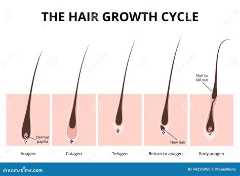 Hair Growth Cycle Human Skin Follicle Anatomy Vector Illustration