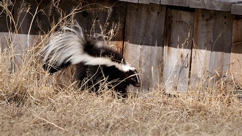 What To Do With A Trapped Skunk