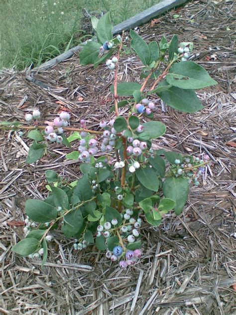 There are mainly two types of blueberries. Forum: Growing Blueberries In Queensland
