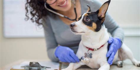 Administers injections, performs venipunctures, applies wound dressings, cleans teeth, and takes vital signs of animal. Finding Veterinary Assistant Jobs - Online Veterinary ...