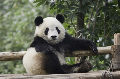 Desktop Wallpapers Pandas Sit Glance Animal