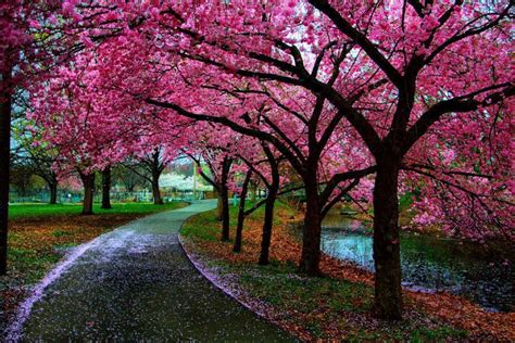 Spring View Wallpapers Wallpaper Cave