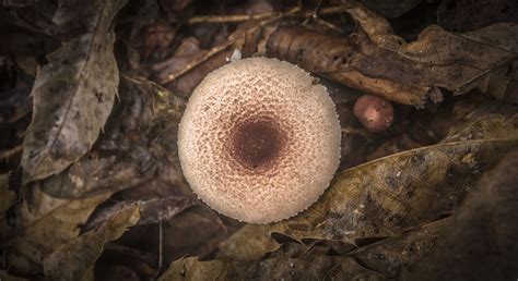 Mushroom Leaves Nature Free Photo On Pixabay