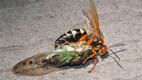 Event 170 A Cicada Killer And A Palooza Palooza Kensington Parkrun