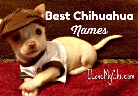 325 Best Boy Chihuahua Names I Love My Chi