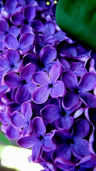 Purple Flowers Mobile Wallpapers Flower Lilac Iphone