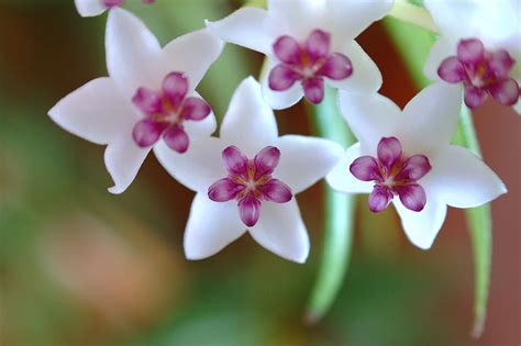 Flor de la semana del 20 de mayo