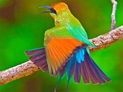 Maybe you would like to learn more about one of these? Free photo: Beautiful Bird - Animal, Beauty, Bird - Free ...