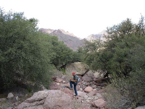 Being primarily desert backcountry, good navigation tools are essential for both your safety and enjoyment while exploring. Exploring for Quercus ajoensis and Q. toumeyi ...