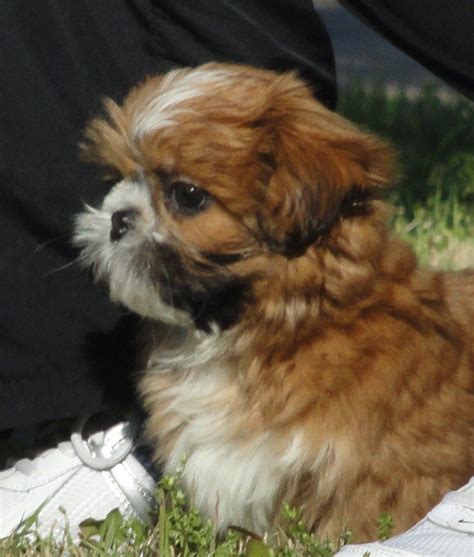 We went to houston spca and fell in love with this little puppy! Shih Tzu Puppies For Sale Houston Tx