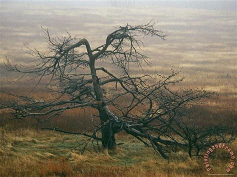 Raymond Gehman Dead Tree Snag In A Meadow Painting Dead Tree Snag In