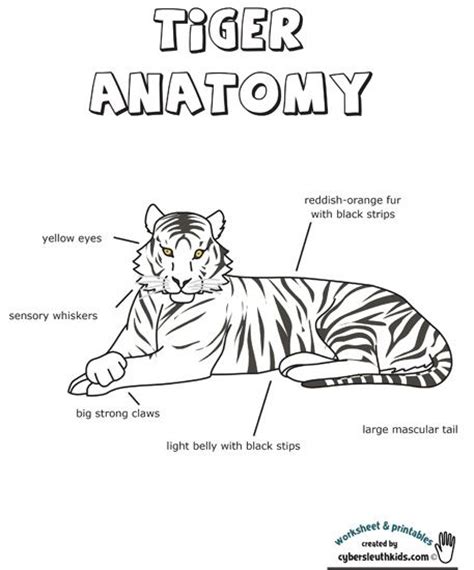Backbone contributor irene ros subscribes to this way of thinking as when she separates backbone views out into their own distinct components, she needs something to actually assemble them for her. tiger worksheet | animal wordsearch puzzles do you need ...
