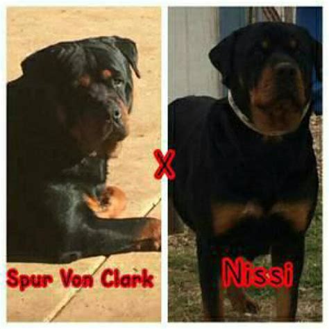 Serious inquiries only please these are extremely high quality rottweilers that make excellent show, breeding, working or excellent. German Rottweiler puppies in Lubbock, Texas - Puppies for ...