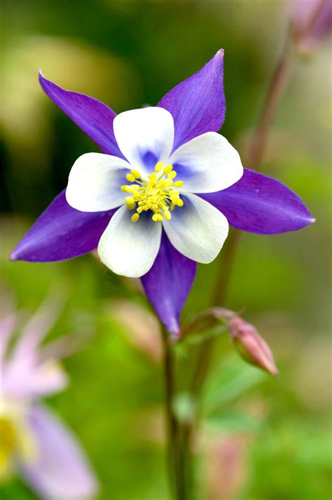 Columbine