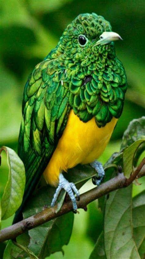 African Emerald Cuckoo Pet Birds Beautiful Birds Pretty Birds