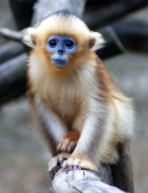 30 Best Monkeys Images Primates Animals Wild Animals Beautiful